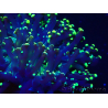 WYSIWYG Euphyllia paradivisa (Mariculture acclimaté sous LED) 4L3