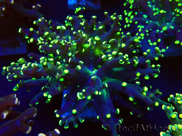 WYSIWYG Euphyllia paradivisa (Maricoltura acclimatata sotto LED)