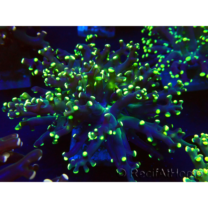 WYSIWYG Euphyllia paradivisa (Unter LED beleuchtete Marikultur-akklimatisiert)