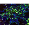 WYSIWYG Euphyllia paradivisa (Mariculture acclimated under LED)