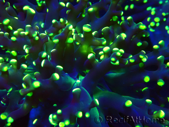 WYSIWYG Euphyllia paradivisa (Mariculture acclimaté sous LED)