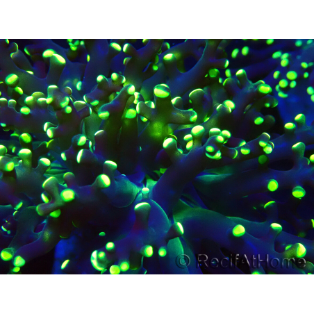 WYSIWYG Euphyllia paradivisa (Mariculture acclimaté sous LED)
