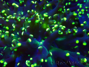 WYSIWYG Euphyllia paradivisa (Mariculture acclimaté sous LED)