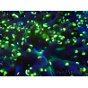 WYSIWYG Euphyllia paradivisa (Mariculture acclimated under LED)