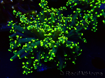 WYSIWYG Euphyllia paradivisa (Maricoltura acclimatata sotto LED)