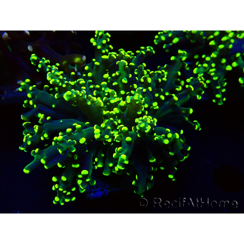WYSIWYG Euphyllia paradivisa (Maricultura aclimatada bajo LED)
