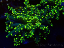 WYSIWYG Euphyllia paradivisa (Mariculture acclimated under LED)