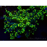 WYSIWYG Euphyllia paradivisa (Mariculture acclimaté sous LED)