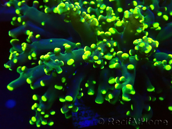 WYSIWYG Euphyllia paradivisa (Unter LED beleuchtete Marikultur-akklimatisiert)