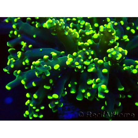 WYSIWYG Euphyllia paradivisa (Mariculture acclimaté sous LED)