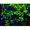 WYSIWYG Euphyllia paradivisa (Mariculture acclimaté sous LED) 4L5
