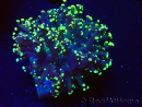 WYSIWYG Euphyllia paradivisa (Mariculture acclimaté sous LED) 4L6