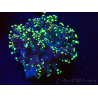 WYSIWYG Euphyllia paradivisa (Mariculture acclimaté sous LED) 4L6