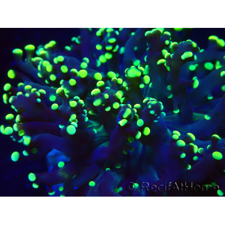 WYSIWYG Euphyllia paradivisa (Maricultura aclimatada bajo LED)