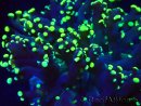 WYSIWYG Euphyllia paradivisa (Mariculture acclimated under LED)