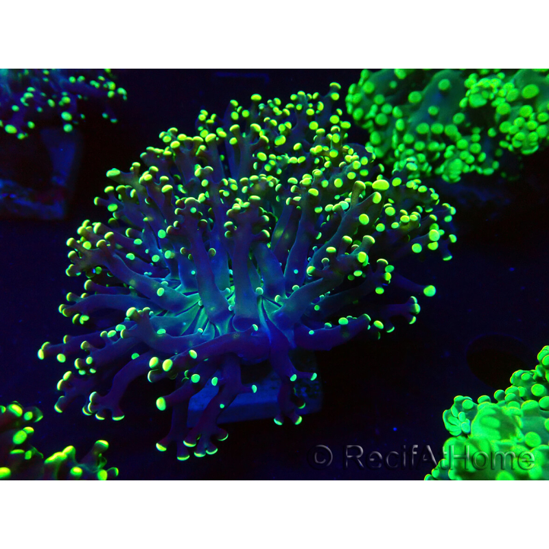 WYSIWYG Euphyllia paradivisa (Maricultura aclimatada bajo LED)