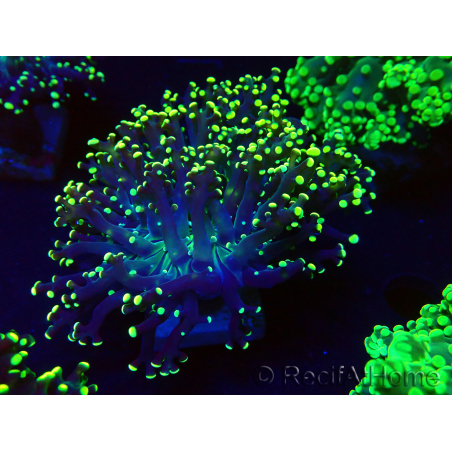 WYSIWYG Euphyllia paradivisa (Maricultura aclimatada bajo LED)