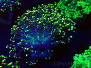 WYSIWYG Euphyllia paradivisa (Mariculture acclimated under LED)