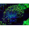 WYSIWYG Euphyllia paradivisa (Mariculture acclimaté sous LED)