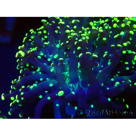 WYSIWYG Euphyllia paradivisa (Maricoltura acclimatata sotto LED)