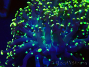 WYSIWYG Euphyllia paradivisa (Mariculture acclimated under LED)