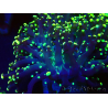 WYSIWYG Euphyllia paradivisa (Mariculture acclimaté sous LED)