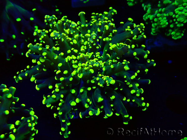 WYSIWYG Euphyllia paradivisa (Mariculture acclimaté sous LED) 4M2