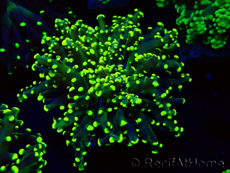 WYSIWYG Euphyllia paradivisa (Maricoltura acclimatata sotto LED)
