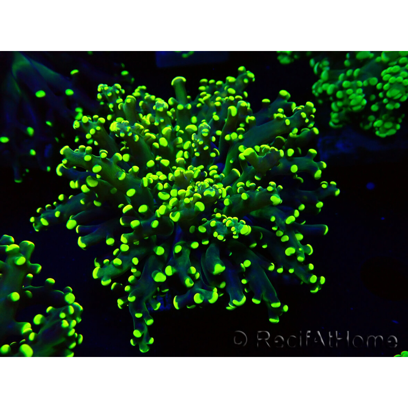 WYSIWYG Euphyllia paradivisa (Maricultura aclimatada bajo LED)