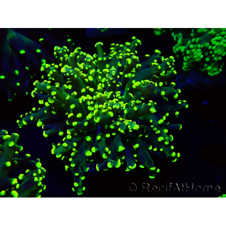 WYSIWYG Euphyllia paradivisa (Maricoltura acclimatata sotto LED)