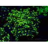 WYSIWYG Euphyllia paradivisa (Maricoltura acclimatata sotto LED)