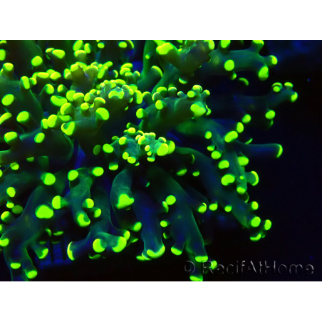 WYSIWYG Euphyllia paradivisa (Mariculture acclimaté sous LED)