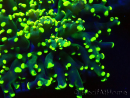 WYSIWYG Euphyllia paradivisa (Mariculture acclimaté sous LED)