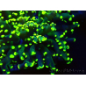 WYSIWYG Euphyllia paradivisa (Maricultura aclimatada bajo LED)