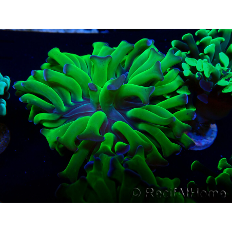 WYSIWYG Euphyllia paraancora (Maricultura aclimatada bajo LED) 4H1