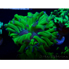 WYSIWYG Euphyllia paraancora (Mariculture acclimaté sous LED) 4H1