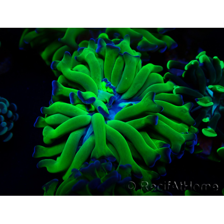 WYSIWYG Euphyllia paraancora (Maricoltura acclimatata sotto LED) 4H2