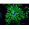 WYSIWYG Euphyllia paraancora (Maricoltura acclimatata sotto LED) 4H2