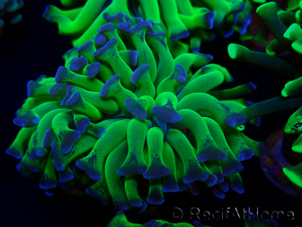 WYSIWYG Euphyllia paraancora (Mariculture acclimaté sous LED) 4H3