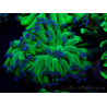 WYSIWYG Euphyllia paraancora (Maricultura aclimatada bajo LED) 4H3