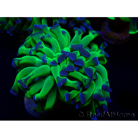 WYSIWYG Euphyllia paraancora (Mariculture acclimated under LED) 4H4