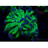WYSIWYG Euphyllia paraancora (Mariculture acclimated under LED) 4H4