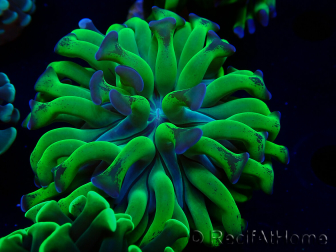 WYSIWYG Euphyllia paraancora (Marikultur unter LED akklimatisiert) 4H5