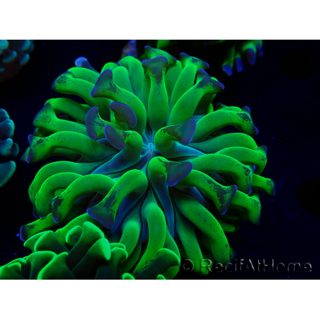 WYSIWYG Euphyllia paraancora (Maricultured acclimated under LED) 4H5