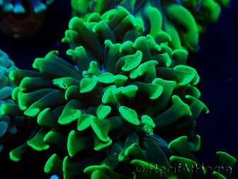WYSIWYG Euphyllia paraancora (Mariculture acclimated under LED) 4H6