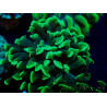 WYSIWYG Euphyllia paraancora (Maricultura acclimatata sotto LED) 4H6