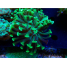 WYSIWYG Euphyllia paraancora (Mariculture acclimaté sous LED) 4H5