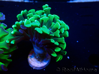 WYSIWYG Euphyllia paraancora (Mariculture acclimaté sous LED) 4H8