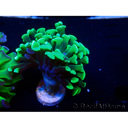 WYSIWYG Euphyllia paraancora (Mariculture acclimaté sous LED) 4H8
