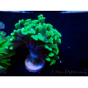 WYSIWYG Euphyllia paraancora (Maricultura aclimatada bajo LED) 4H6